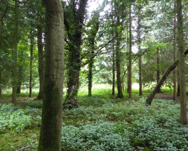 Site for the proposed building of Tree House, a Para 55 energy efficient passive house. Another grand design by Hawkes Architecture.